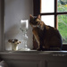 at the sunny window