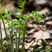 Ferns uncurling