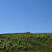 Champagne vineyard from the car