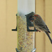 House Finch