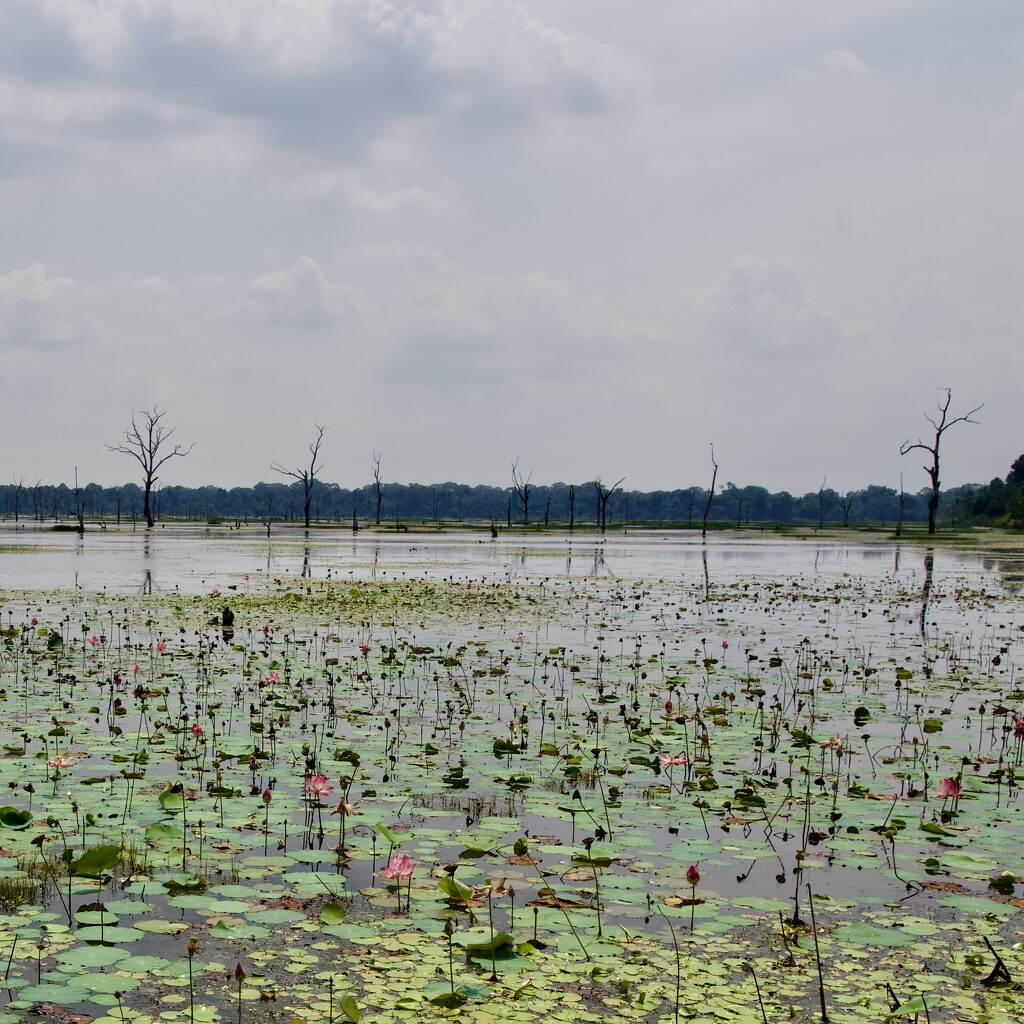 Baray Neak Pean (North Baray) P4223346 by merrelyn
