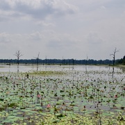 11th May 2025 - Baray Neak Pean (North Baray) P4223346