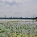 Baray Neak Pean (North Baray) P4223346