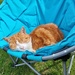 Cat bliss