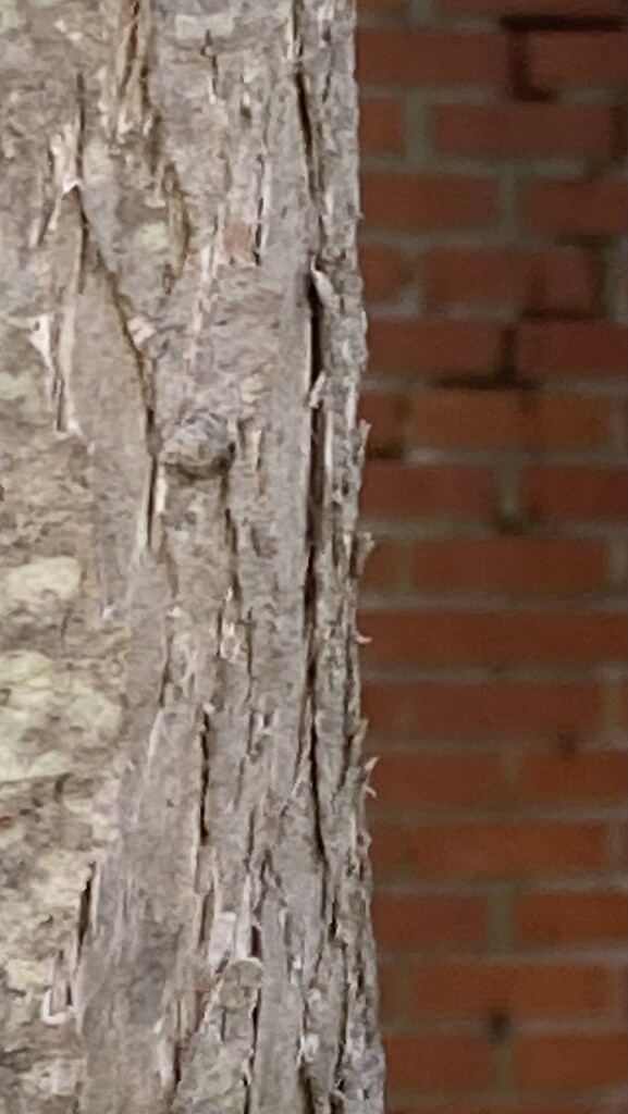Half Tree Trunk, Half Old Chimney by spanishliz