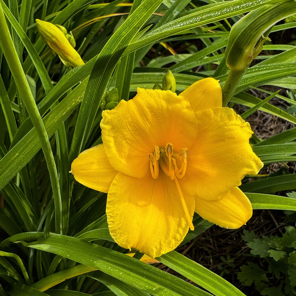 Daylily by k9photo