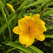 Daylily