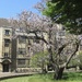 Beautiful old tree