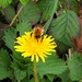 Busy bee!