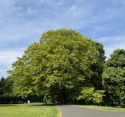 11th May 2025 - Beech tree