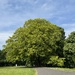 Beech tree