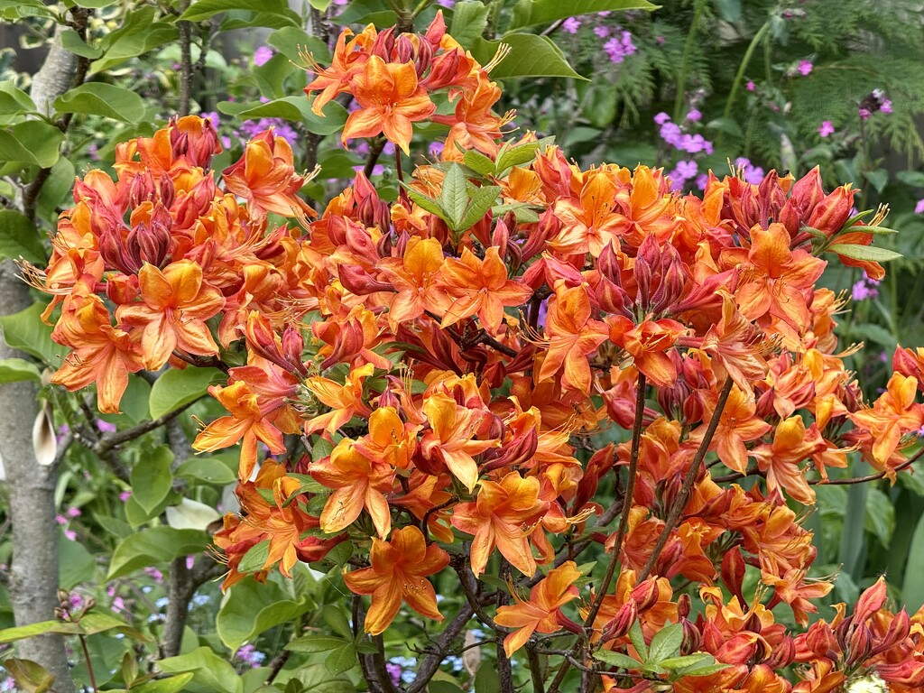 Azalea by susiemc