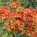 Azalea