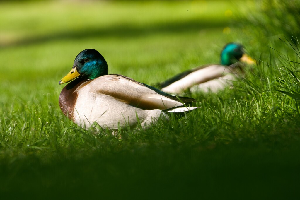 Mallards by okvalle