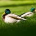 Mallards