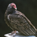 Turkey Vulture Looking Longingly