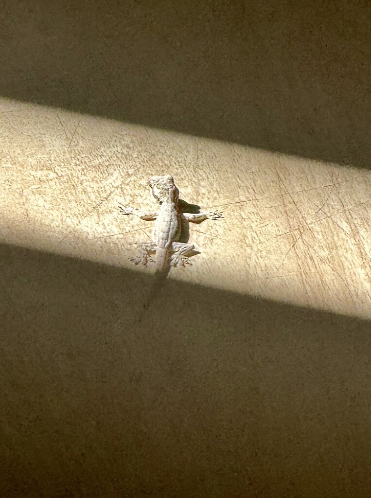 Gecko.  by cocobella