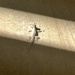 Gecko. 