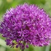 Allium