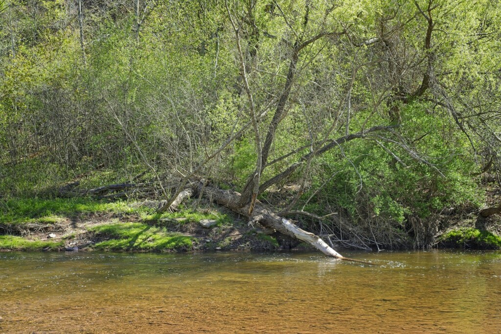 Along the Stream . . . by gardencat