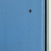 Minimalism in spider blue