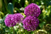 11th May 2025 - Garden Alliums