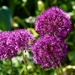 Garden Alliums