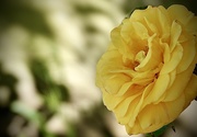 11th May 2025 - Yellow for Friendship 