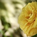 Yellow for Friendship 