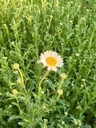 11th May 2025 - The first daisy of many 🌼 