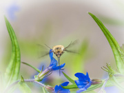 11th May 2025 - Bombylius posticus 