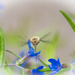 Bombylius posticus 