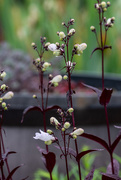 11th May 2025 - Husker Red Penstemon
