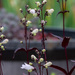 Husker Red Penstemon