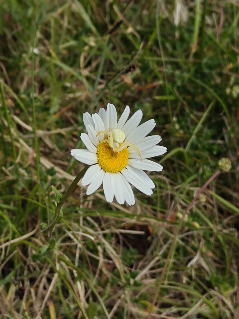 The killer in the meadow  by nickrh14
