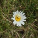 The killer in the meadow 