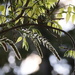 Wisteria, Early May
