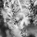Norway Spruce