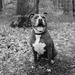 Junebug Goes for a Walk in the Woods
