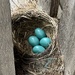 Robin Eggs