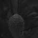 Poppy pod