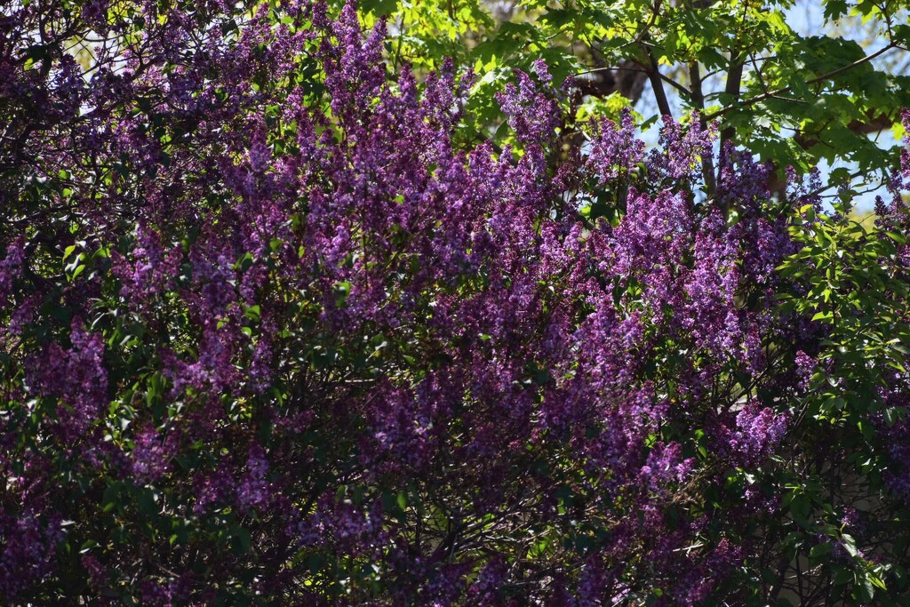 Lilac Abundance by bjywamer