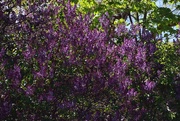 11th May 2025 - Lilac Abundance