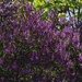 Lilac Abundance