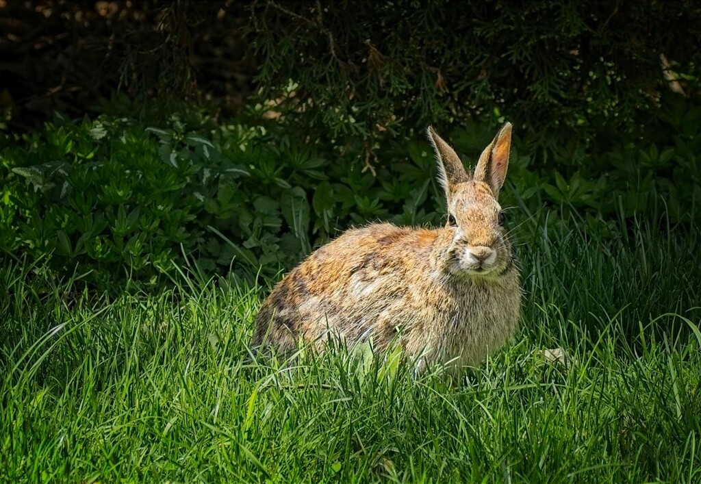  A Handsome Rabbit, in Long Grass by gardencat