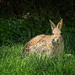  A Handsome Rabbit, in Long Grass