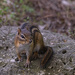 Chipmunk