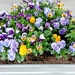 A Full Tub Of Pansies...