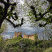 Schloss Hohenschwangau