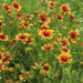 Wild Flowers